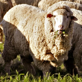 merino sheep merino sheep